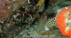 Cute little box fish by Leanne Sullivan 